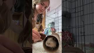 Dumb Rabbit?