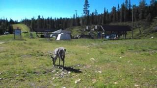 Финский олень Finland deer