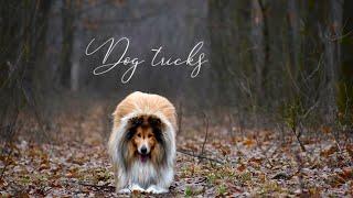 Awesome dog tricks by rough collie Thunder