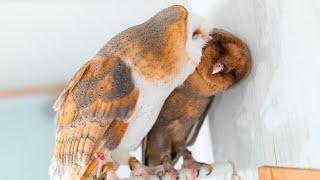 Dancing owl - Barn Owl - Owl Best Friends ️