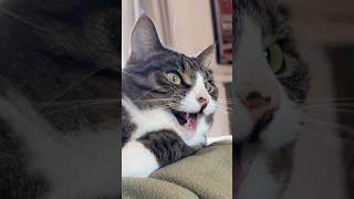 ekekekkekkek ️ #cat #chatter #ekekeke