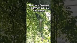 Птички в Лондоне живут лучше чем....?! #Лондон #птицы #ирония #юмор #городскиептицы #реальность