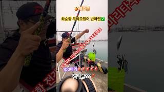 제주도 모슬포 무늬오징어 생미끼 전갱이+고등어 100마리타작!!! 화순항 무늬오징어 반야엔 생미끼 낚시 무늬오징어 찌낚시 도전!!! 과연 결과는???