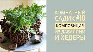 Комнатный садик #10. КОМПОЗИЦИЯ из ДАВАЛЛИИ и ХЕДЕРЫ