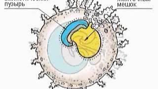 Анатомия человека: Развитие зародыша