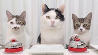 Cats and Bell 2