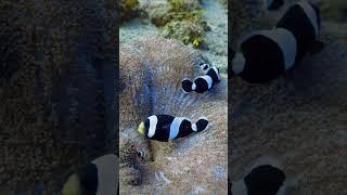 Ocean Depths 8K – Discover the Blue World
