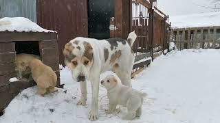 Самый бесстрашный щенок среднеазиатской овчарки (алабай)