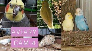 Aviary cam PART 4