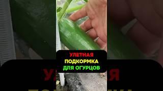 Чем подкормить перцы, огурцы и капусту летом #огород #перец #огурцы #капуста #подкормка #дача