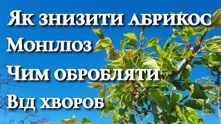 Моніліоз. Що робити з деревами. Чим лікувати абрикос.