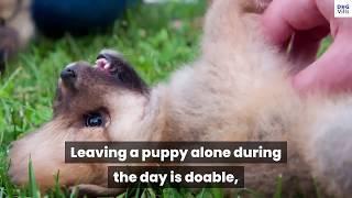 Essential Tips For Leaving your puppy alone during the day