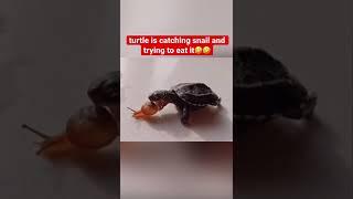 Turtle Is Trying to Eat the Snail/ cute turtle catches cute snail funny exotic pets