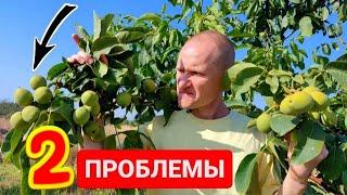 Грецкий орех на вашем участке? 2 тайны сорта при выборе!