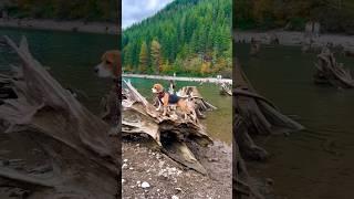 Hiking with a beagle #beagle #beaglebreed #beagletales #beagledog #puppy #beaglelife