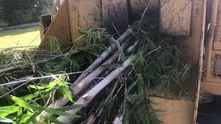 Angry Ant Tree Services Bamboo Removal