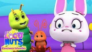 Canción de Bugs Bugs | Videos animados | Loco Nuts Español | Musica para niños | Rimas infantil