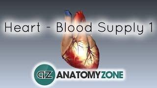 Blood supply to the heart - PART 1 - Anatomy Tutorial