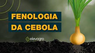 Fenologia da cebola