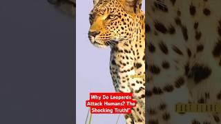 Why Do Leopards Attack Humans? The Shocking Truth! #facts #lifeslesson #shorts