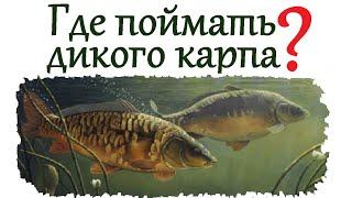 Координаты секретного озера где можно поймать дикого карпа в Ленинградской области.