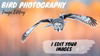 Bird Photography IMAGE EDITING | I Edit YOUR IMAGES Ep. 3 - Jan Wegener VLOG