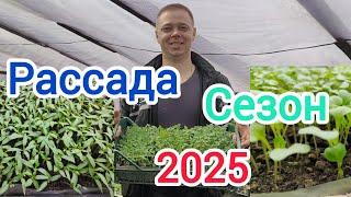 Рассада .2025. Начали пикировать.