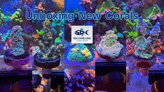 Adding New Corals to My Reef Tank From Sea Dwelling Creatures