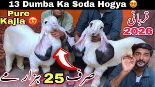 Rashid Goat Farm Pure Kajla Dumba Or Bakra Qurbani 2026 Ka Lye Le Aya  || Cheapest Bakra Mandi