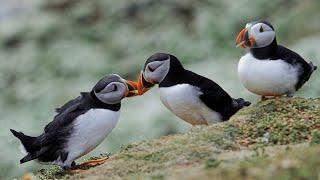 Atlantic Puffin (Fratercula arctica)