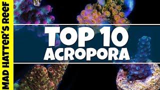 Top 10 Acropora on my Wish List