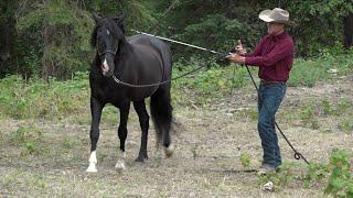 The Ingredients to a Great Warm Up For Your Horse.