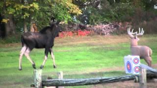 LifeinVT 2011 Moose in Swanton Vermont II