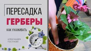 Пересадка герберы | Как правильно пересадить цветущее растение