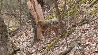 Eastern Coyotes of Mt Tom, Mass.