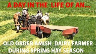 One Day in the LIFE OF OLD ORDER AMISH Dairy FARMER During Hay Season in Lancaster County, PA