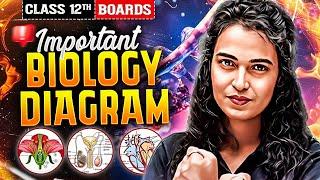 All important diagrams of biology for class12th board exam