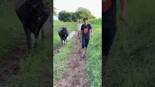  Crazy Farmer ‍ Shubhu | At Hometown 