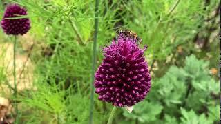 Allium sphaerocephalon