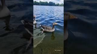 Finding peace in Hyde Park #hydepark #london #duck #goose