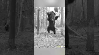 МЕДВЕДЬ ИСПОЛНИЛ ТАНЕЦ С ПРИМАНКОЙ. #фотоловушка #bear #медведь