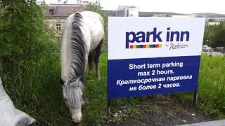 Лошадь у park inn :)