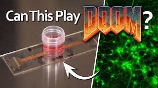 Growing Living Rat Neurons To Play... DOOM? | Part 1