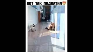 #shorts #funny #funnyvideos #interesting #приколы #смешноевидео #смехдослез #интересное