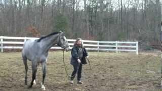 Leading Young TB that rears and bites