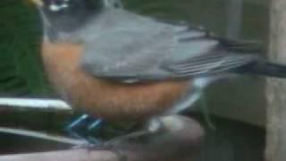 Robin Stops For A Sip From The Birdbath