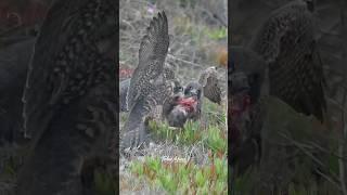 Food fight! Fledgelings fighting over a baby Coot. #falcon #peregrinefalcon #birdsofprey