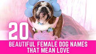 20 Beautiful Female Dog Names That Mean Love ! Pet Names 2021