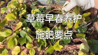 【一起种草莓之三】春天要为草莓做这两件事｜草莓应该怎样施肥？