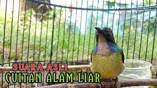 kolibri kelapa | manggar | wiceh | korlap cuitan asli alam liar buat burung bahan agar rajin bunyi